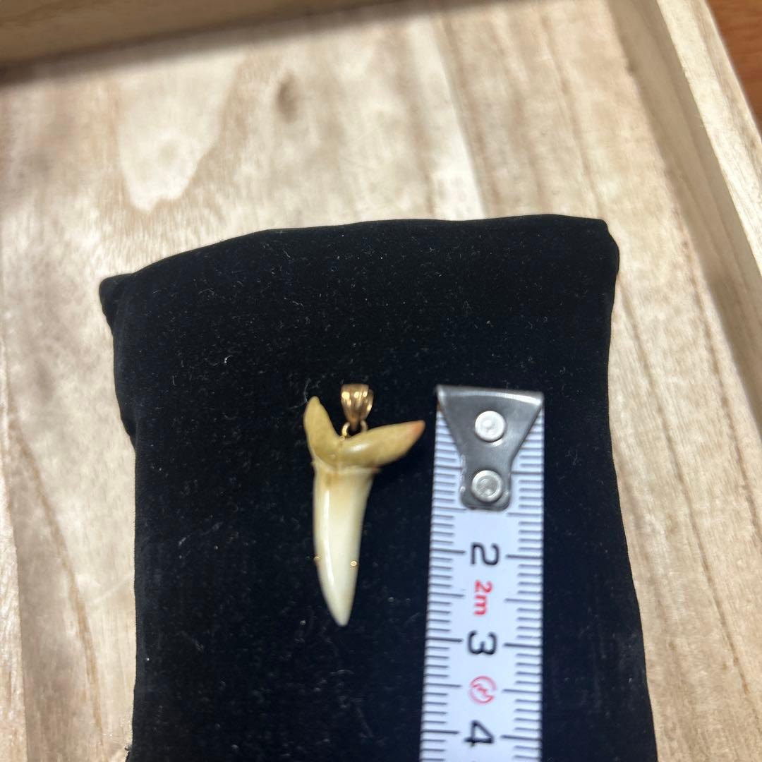 K18天然素材の歯ペンダント ゴールド装飾