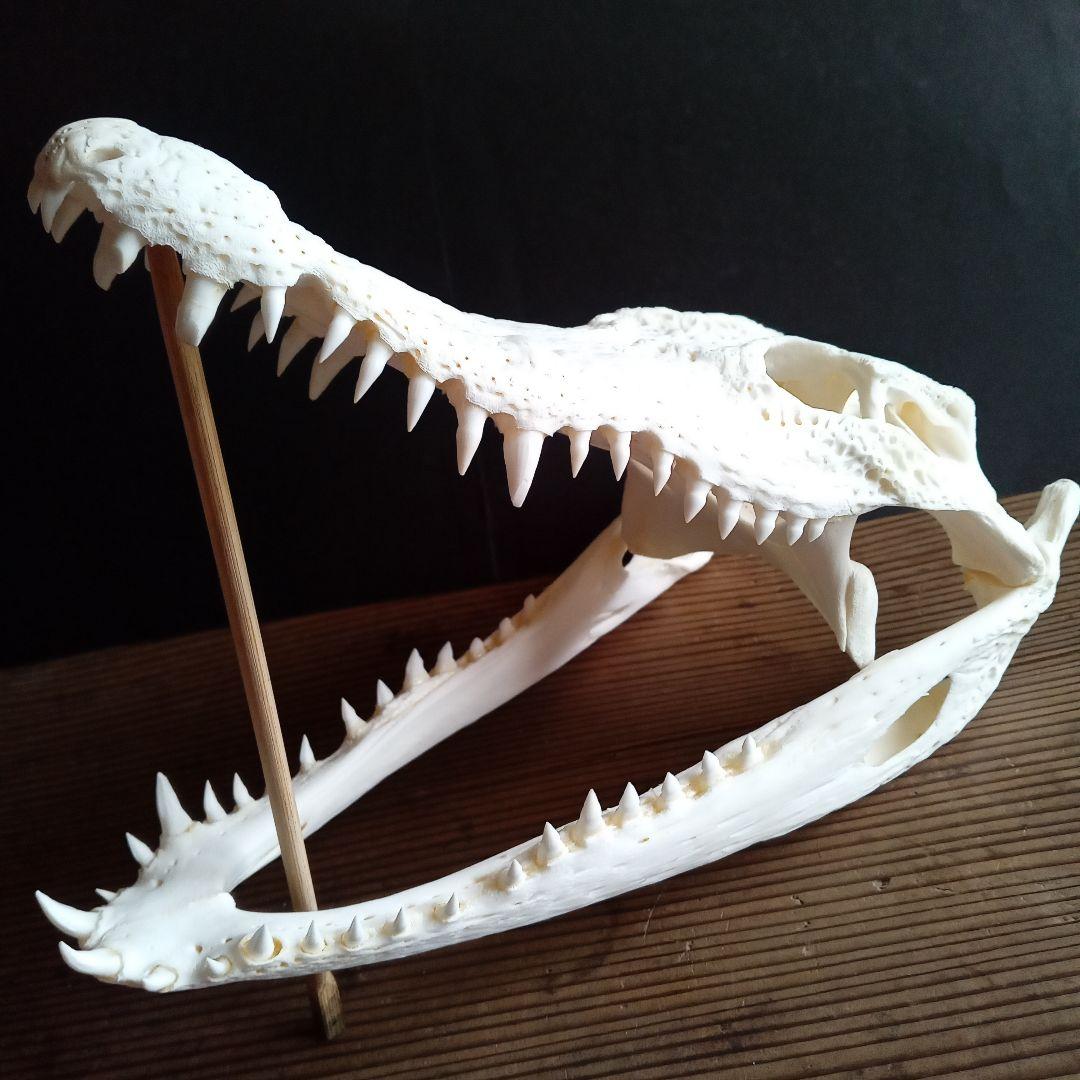 骨格　頭骨　ワニ　スカル　クロコダイル　美麗