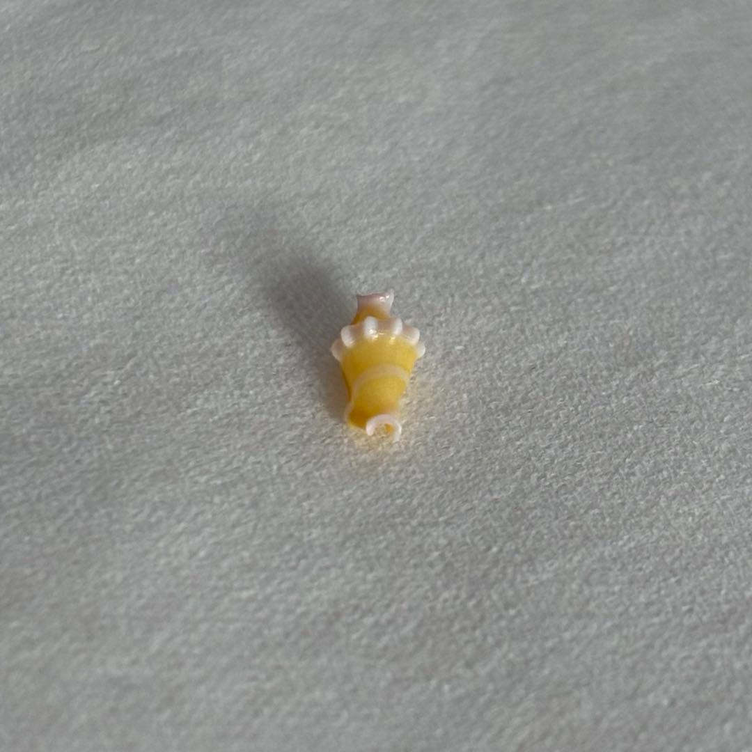 ハグルマケボリ