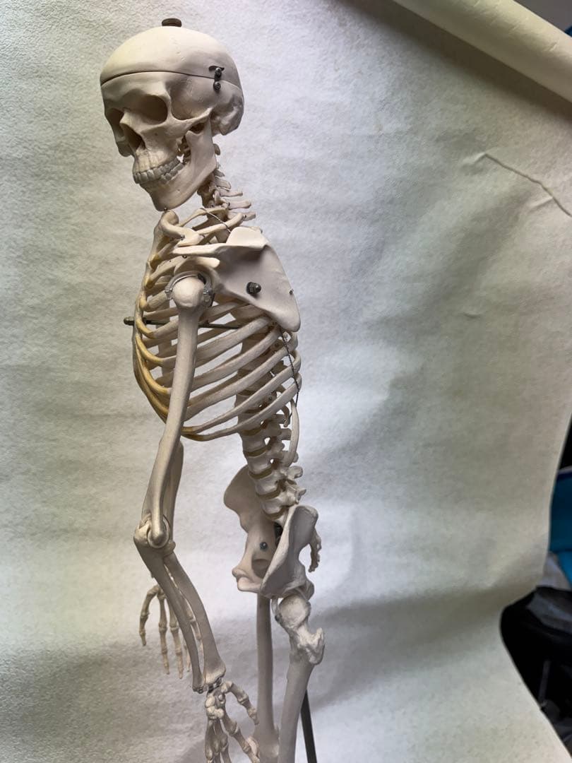 ☠️ガイコツ　医学教本　人体の骨格