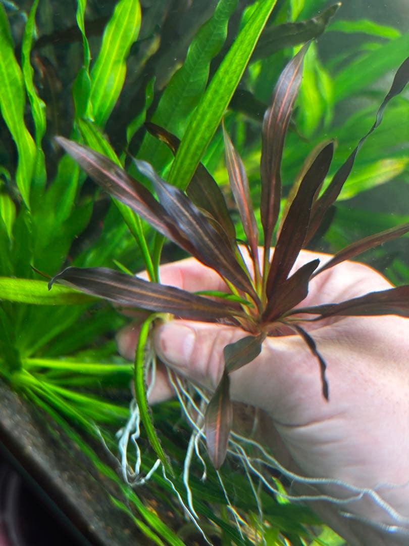 ちょこ　エキノ