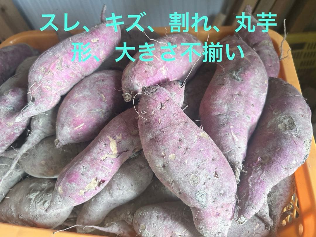 今期収穫！新潟県産紅はるか150キロ訳アリ