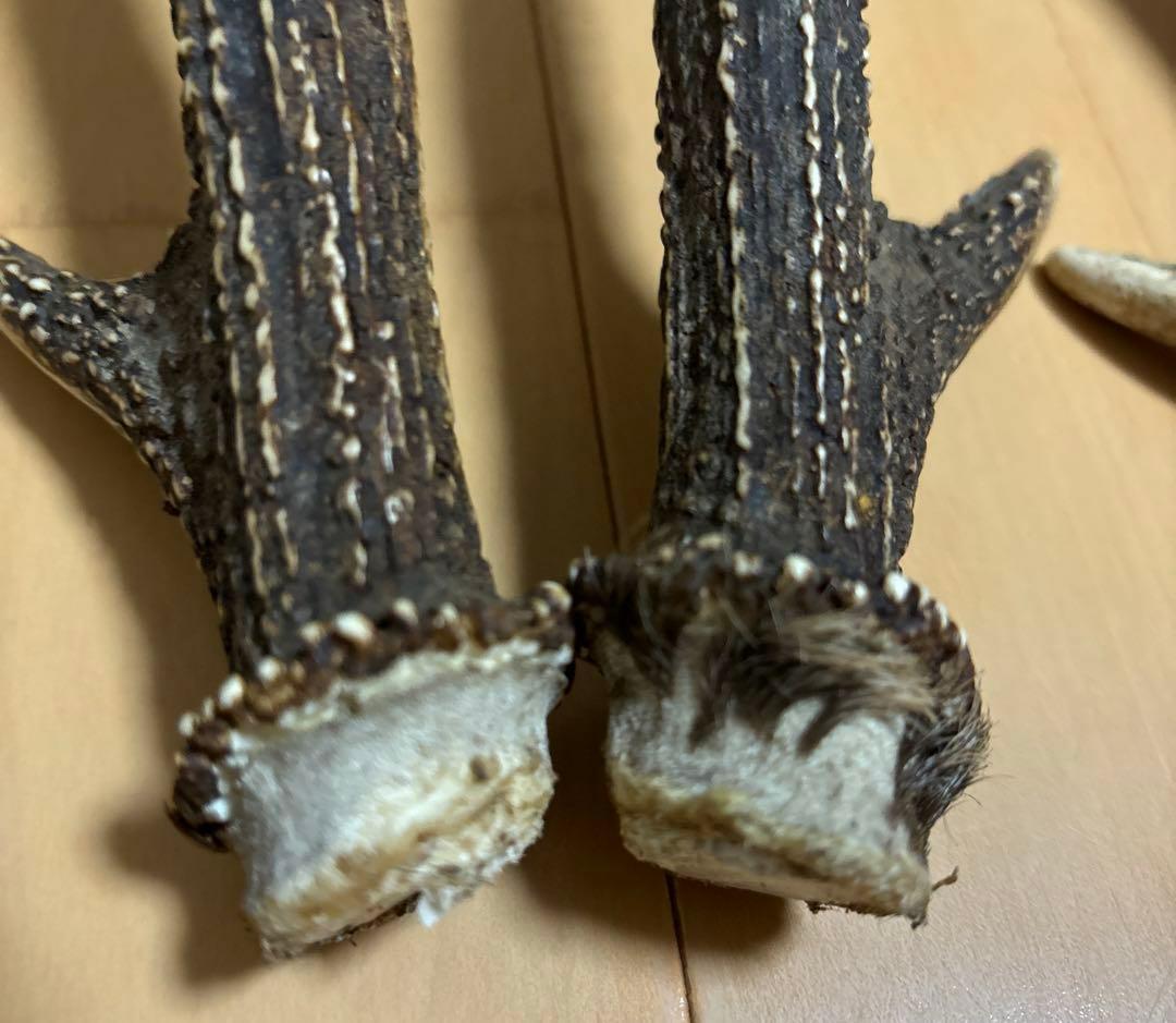 日本鹿　角　三対　6本セット　ニホンジカ　ツノ　まとめ売り　Ｏ