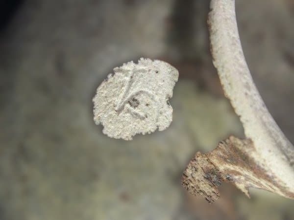 墨田窯 金太漢 作 高麗伊羅保 銘「鳳来」大徳寺 養徳院 神波東嶽和尚箱書