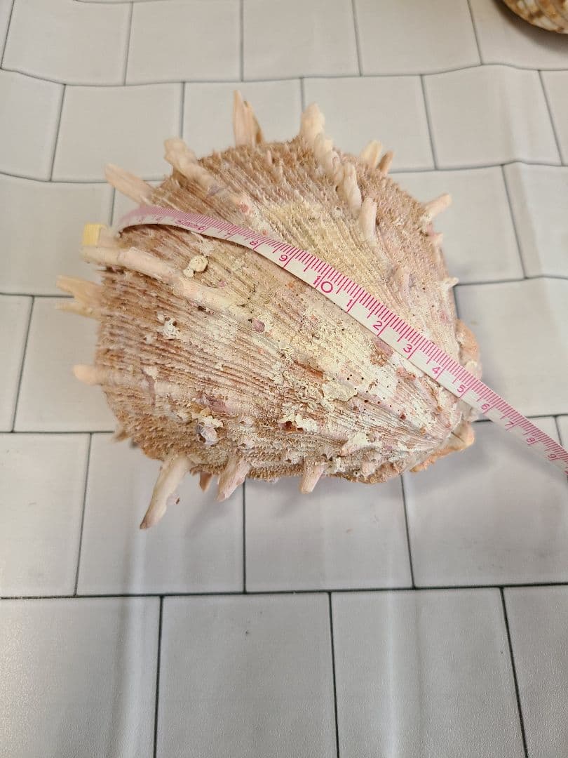 五島列島!特大! 貝殻　貝　標本　コレクション　タカラガイ　アンティーク　化石