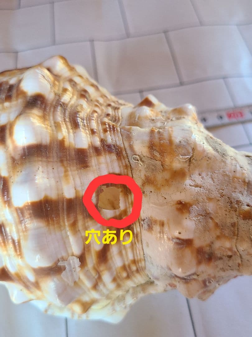 五島列島!特大! 貝殻　貝　標本　コレクション　タカラガイ　アンティーク　化石