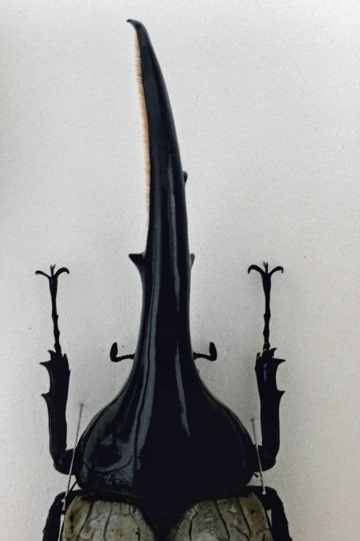 ヘラクレスオオカブト ブルータイプ 標本