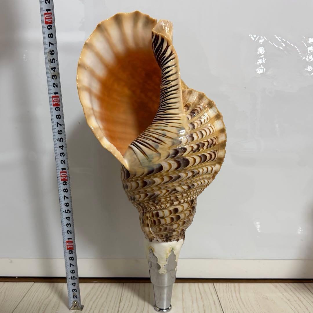 値下げしました！ 特大法螺貝‼️ ほら貝 ホラガイ 41cm