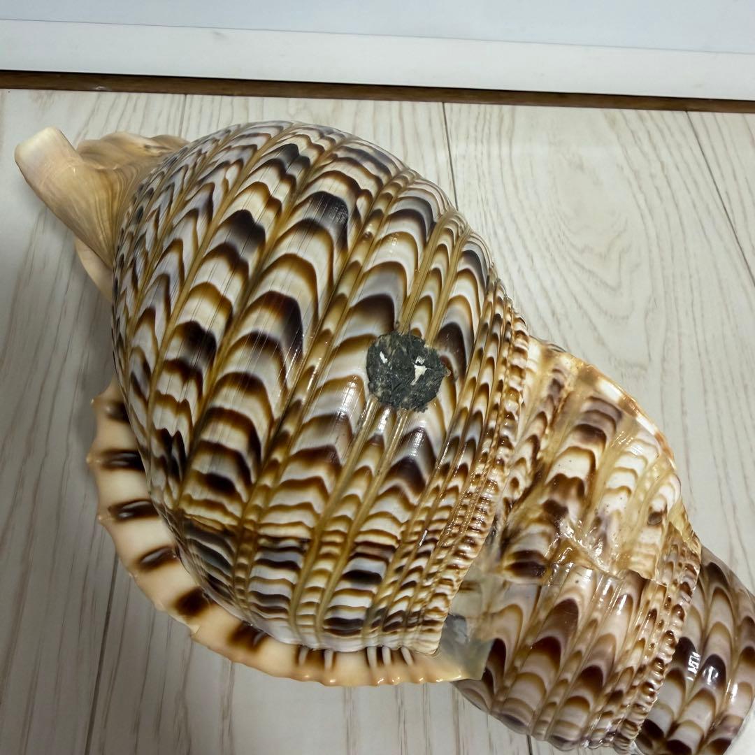 値下げしました！ 特大法螺貝‼️ ほら貝 ホラガイ 41cm