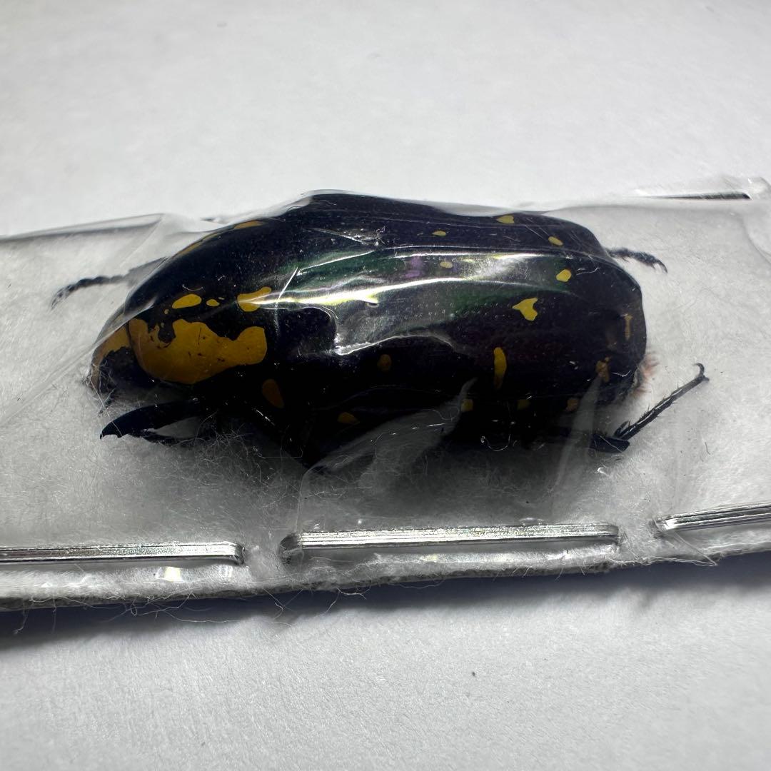 【標本】コツノマラガシーハナムグリ