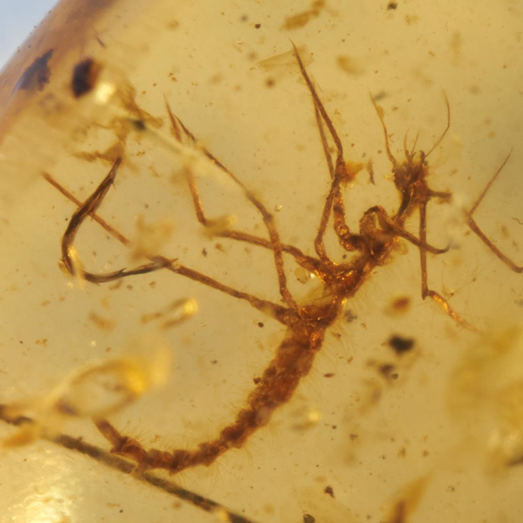 レア極上品 PA0006虫入り琥珀化石　ミャンマーカムティかタナイ9900万年前