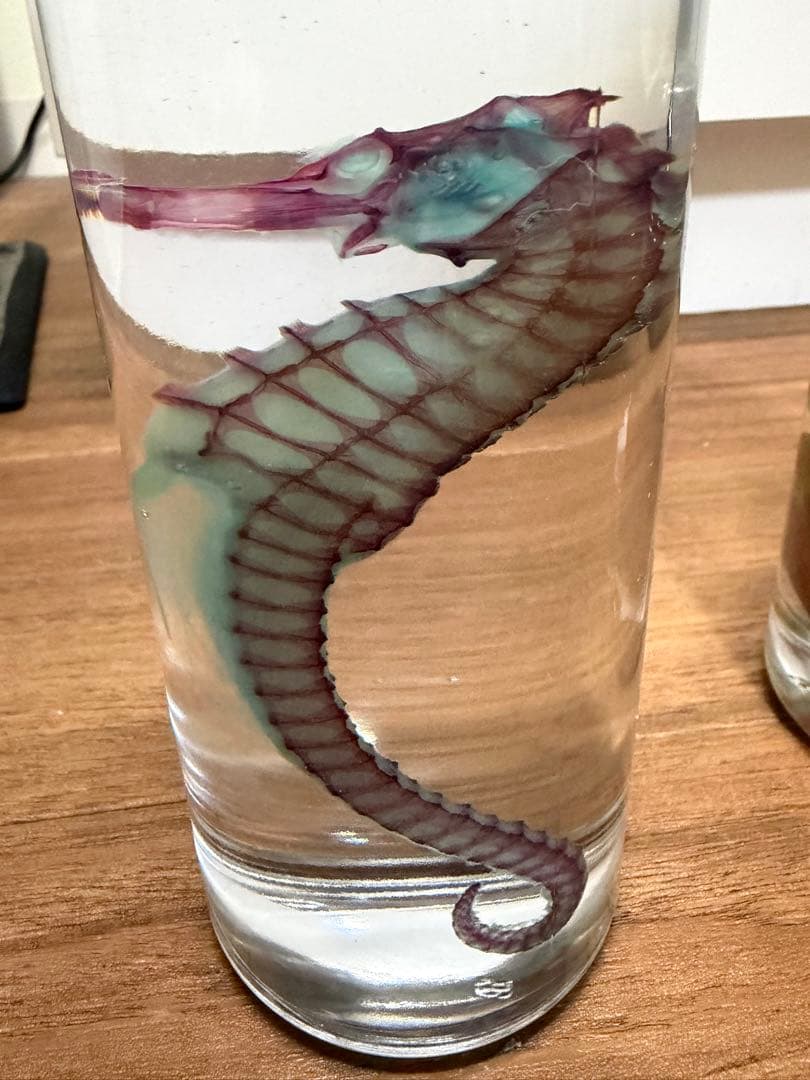 お*！様 透明標本　4個セット