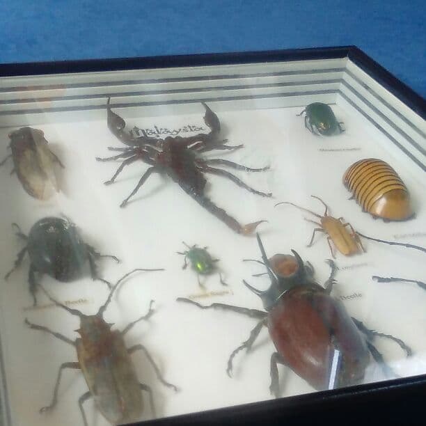 【必見!】貴重生物11匹セット