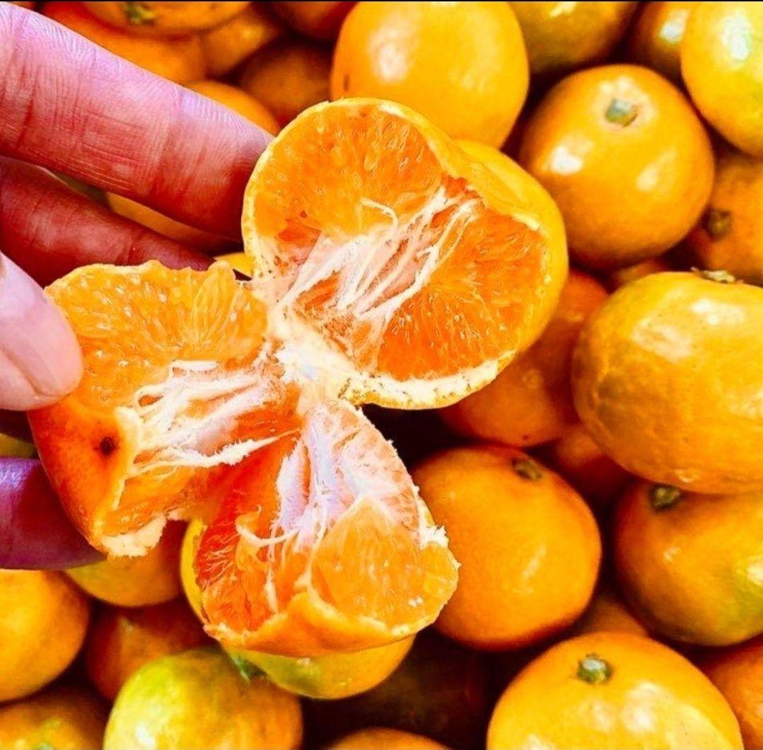 和歌山県有田産　平均糖度15度越え❗宮川早生　６kg　みかんキング　数量限定‼️