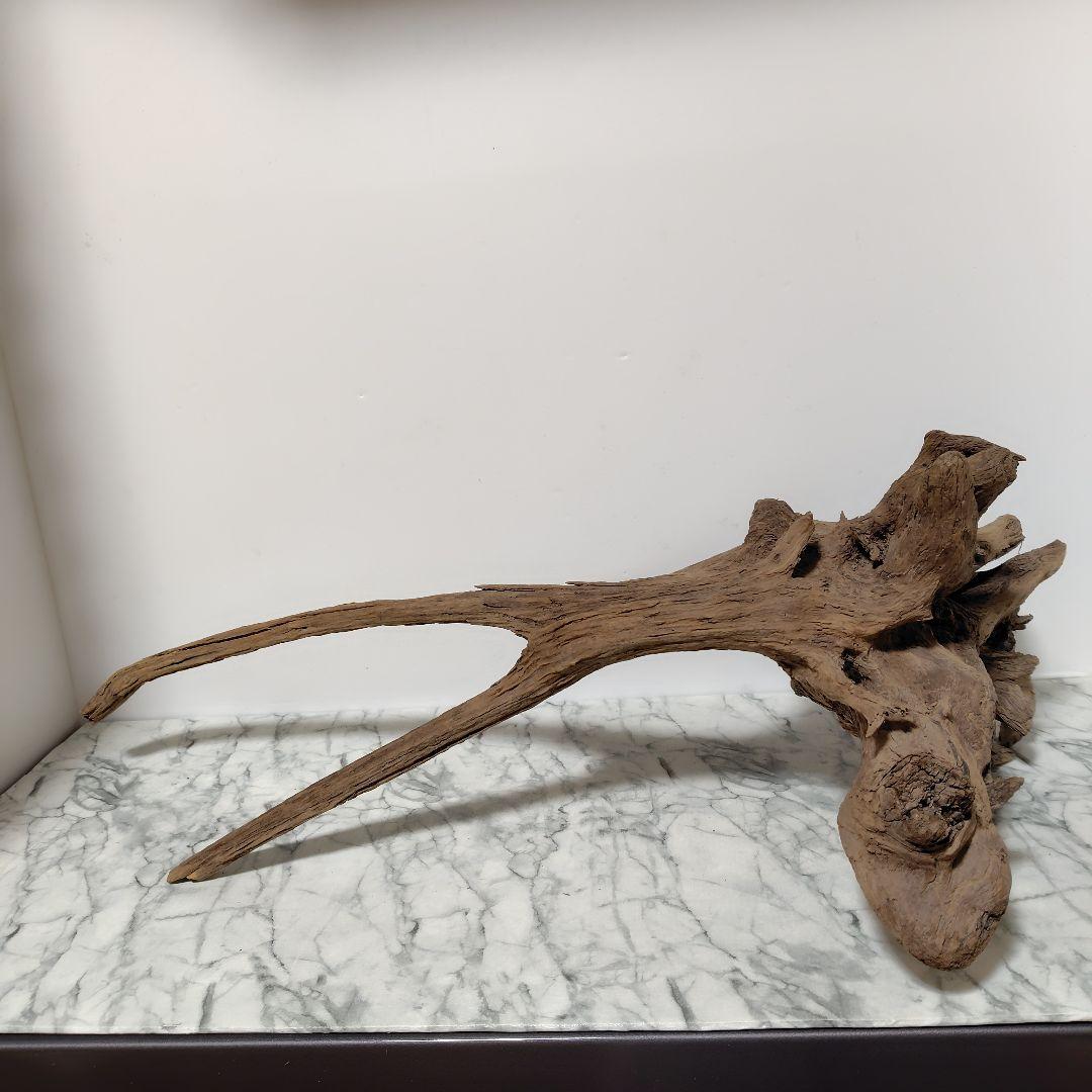 アク抜き済み流木【１】