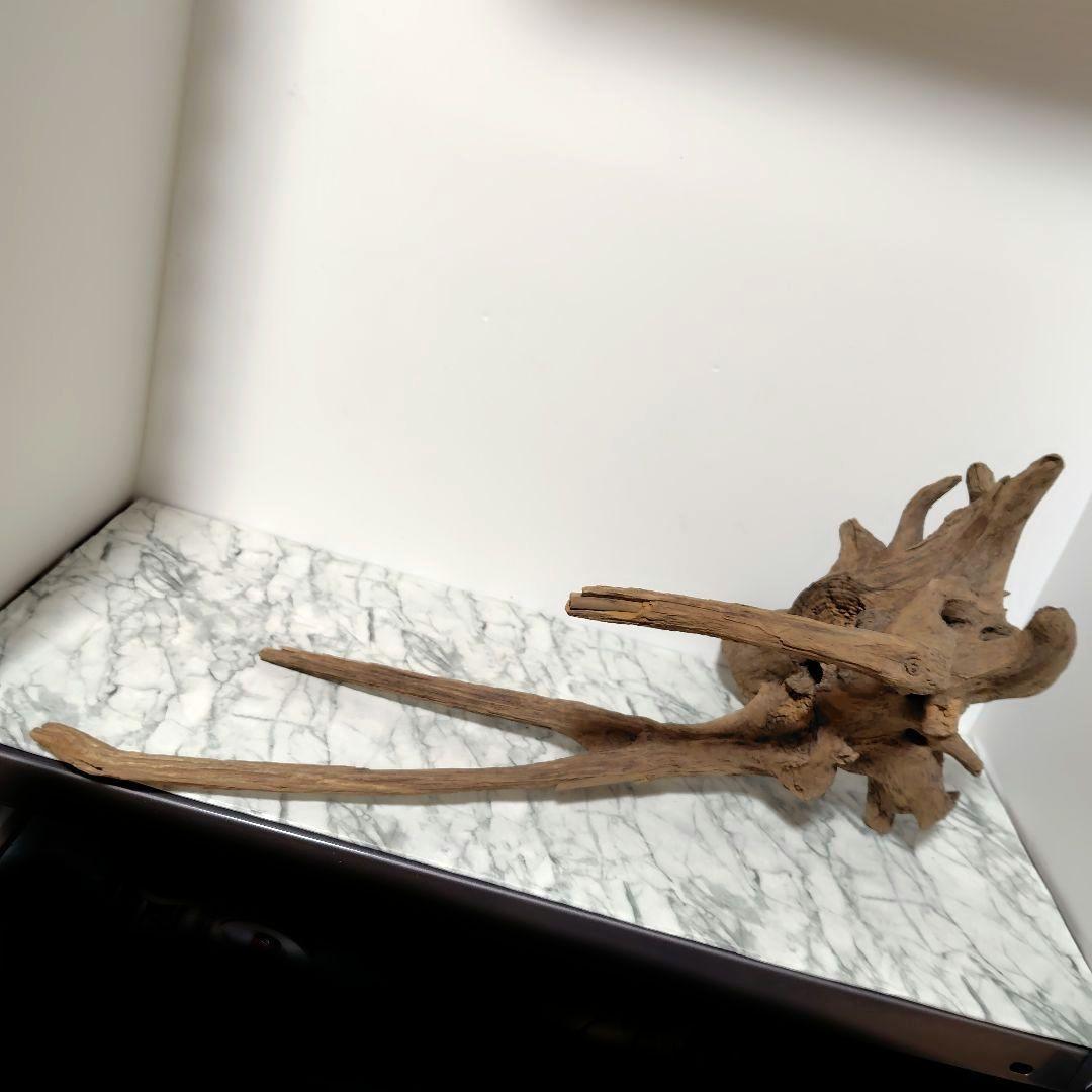 アク抜き済み流木【１】