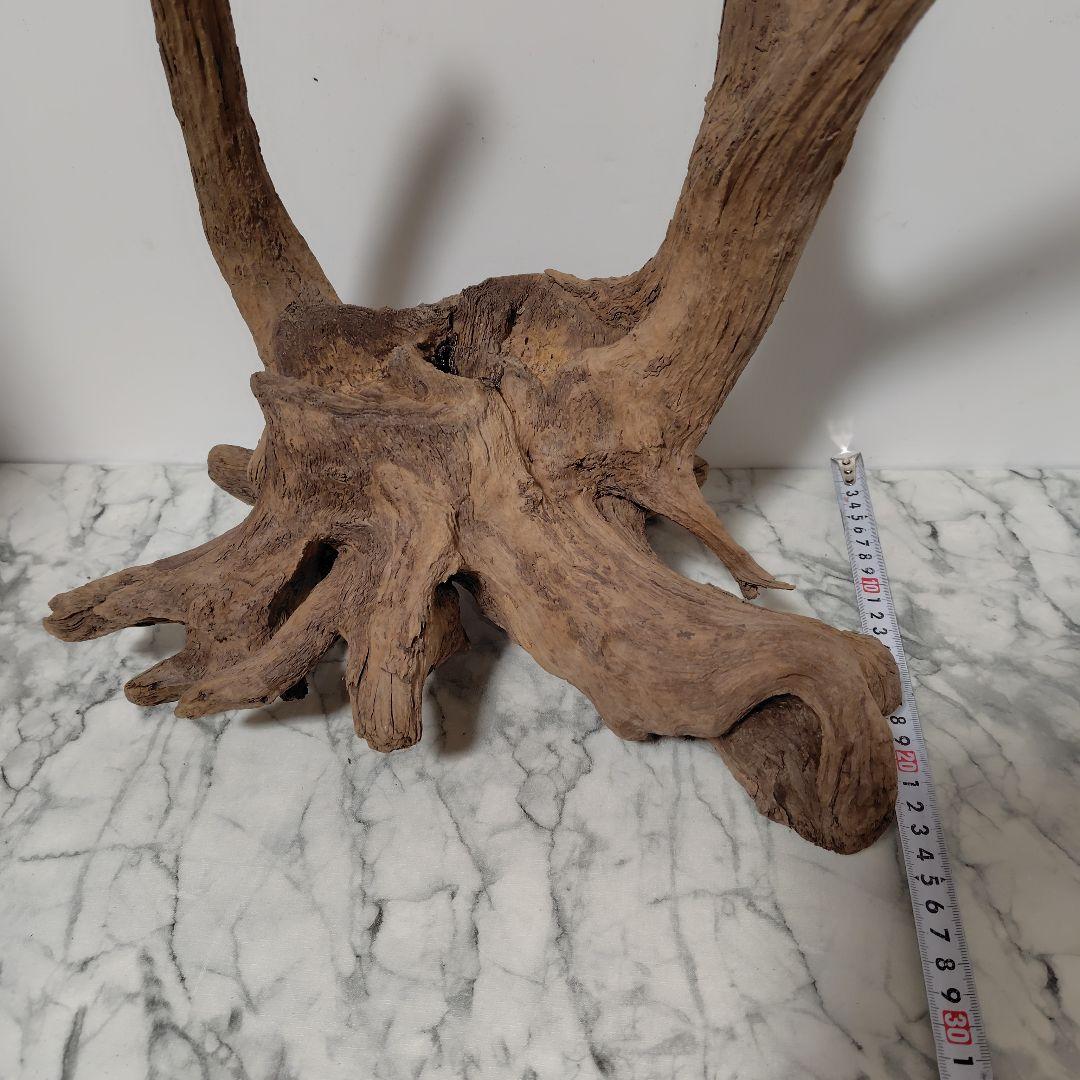 アク抜き済み流木【１】