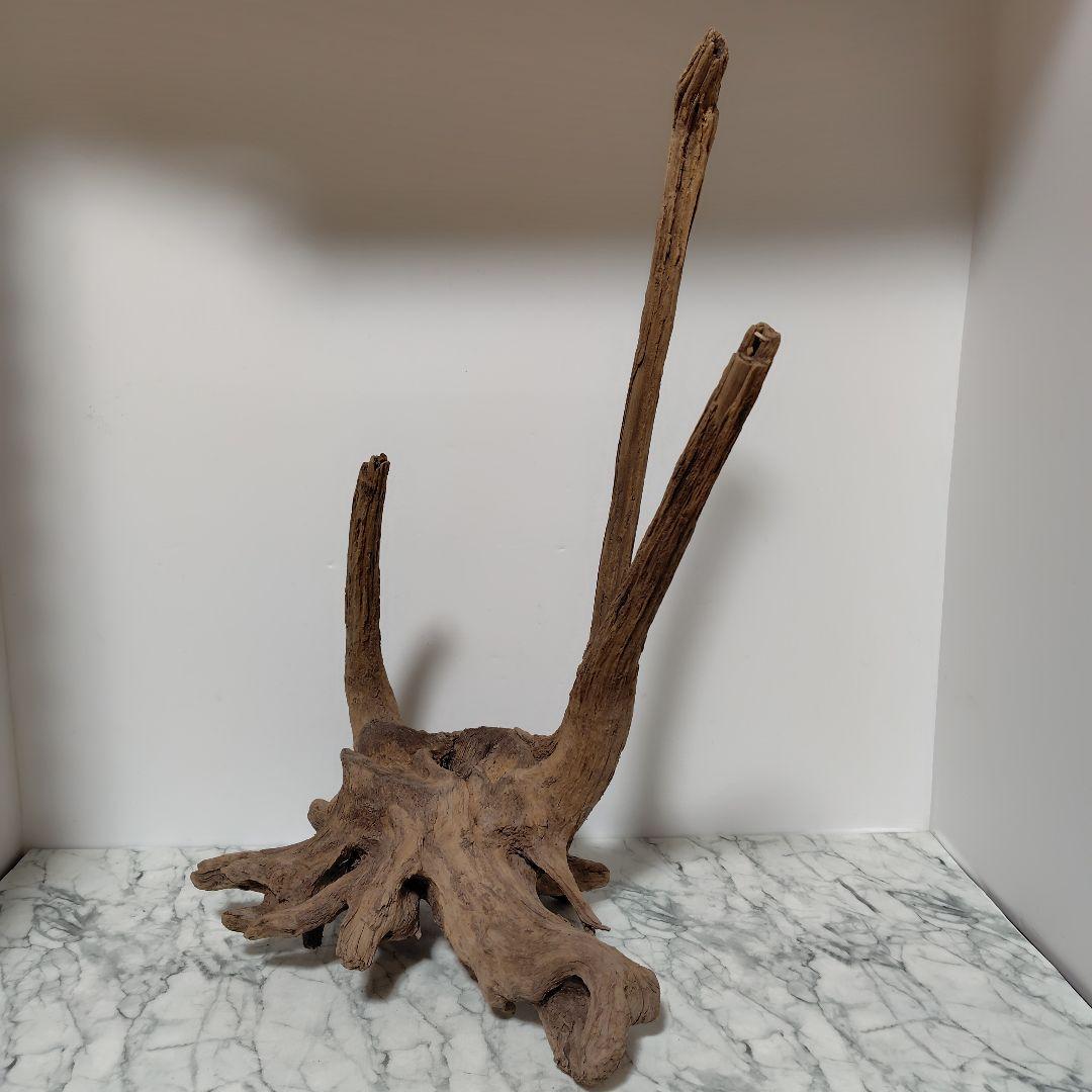 アク抜き済み流木【１】