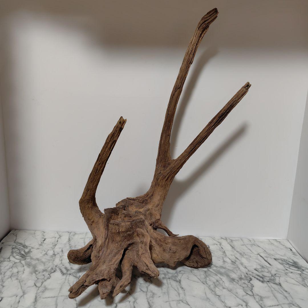 アク抜き済み流木【１】