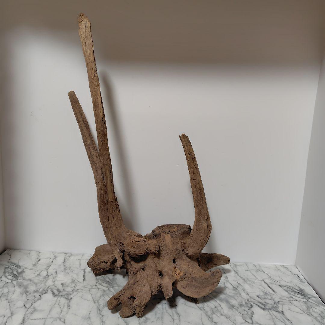 アク抜き済み流木【１】