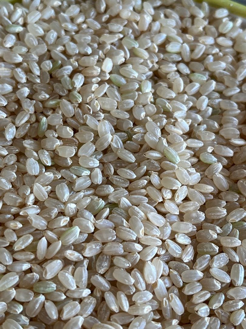 令6年産福井コシヒカリ1等 玄米18.5kg 9.25㎏を2本　送料込 低温保管