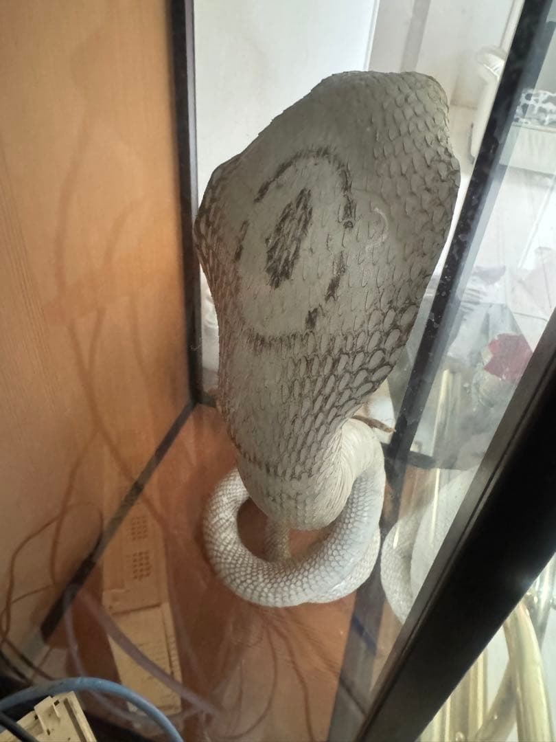 飼育用品 dry animals