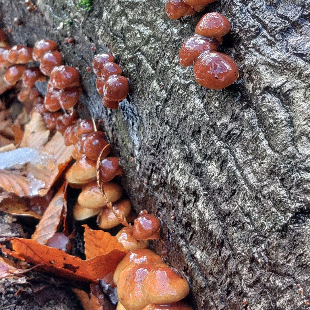 天然なめこ 青森県産 鮮度袋入り3キロ