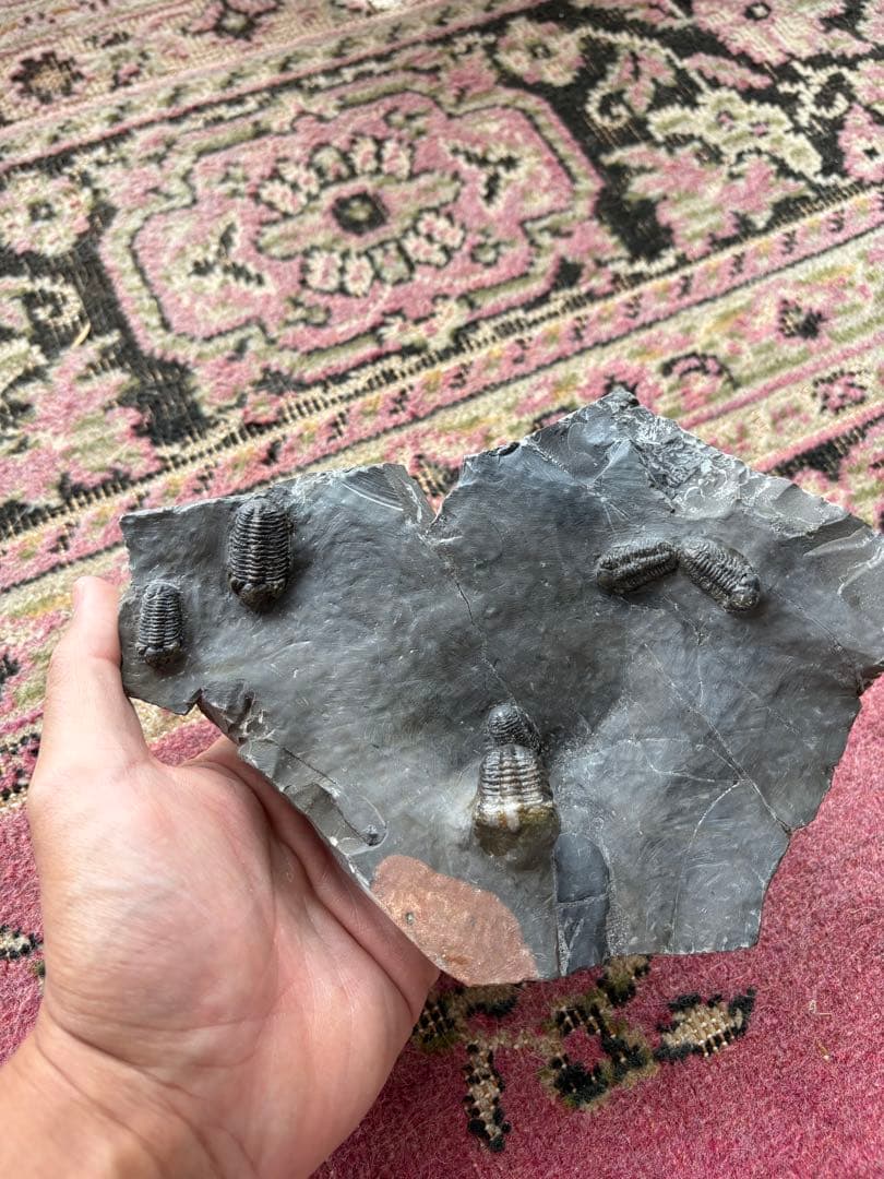 三葉虫　jorf 産　化石 標本 石