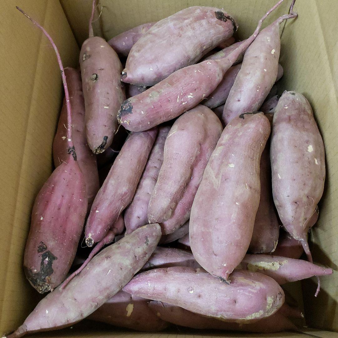 ごう サツマイモ