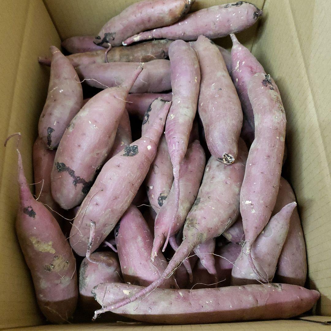 ごう サツマイモ