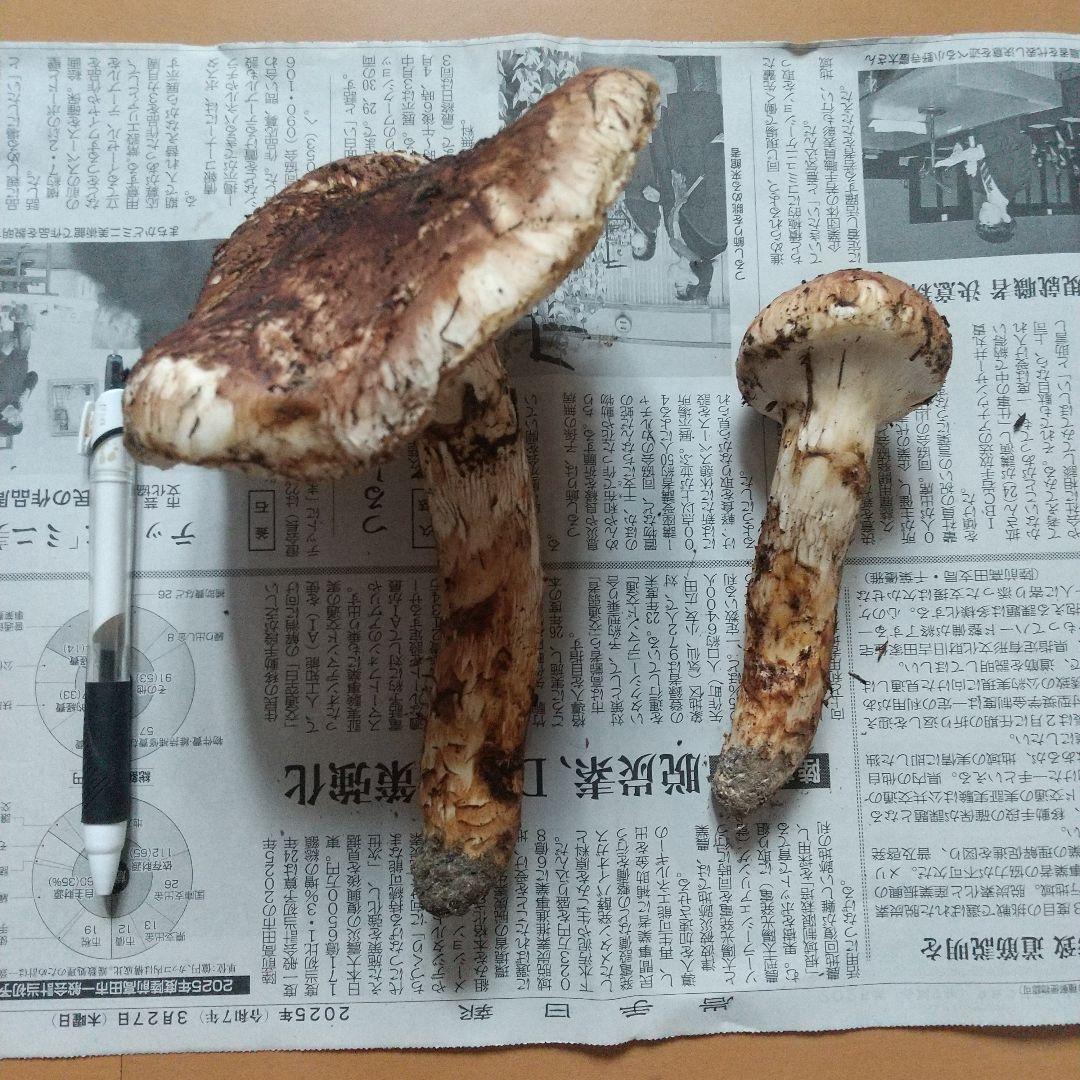 岩手県産 天然高級松茸 本日採れたて 松茸2本 10月18日限定