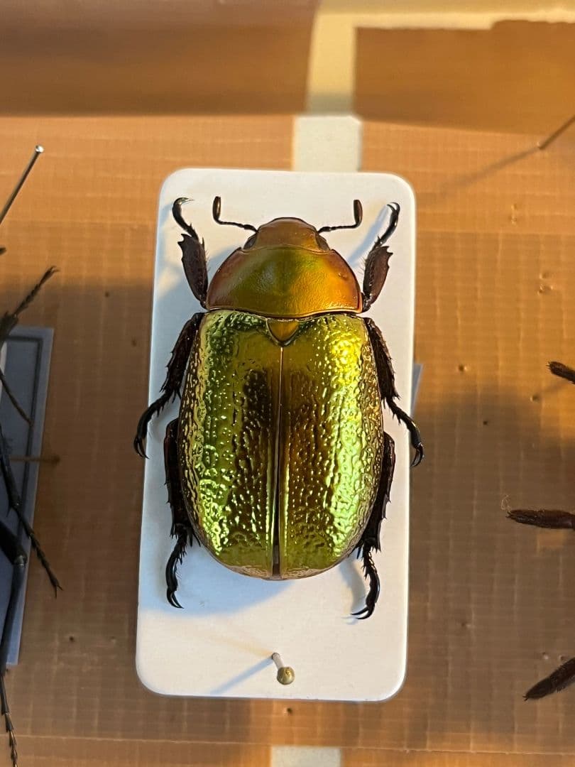 【最新作】ボウカルディプラチナコガネ Chrysina 頭が赤！昆虫標本