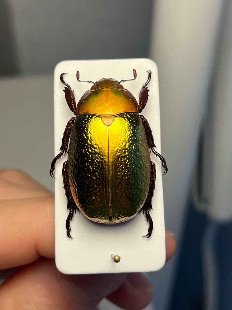 【最新作】ボウカルディプラチナコガネ Chrysina 頭が赤！昆虫標本