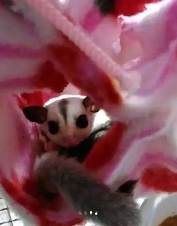 モモンガハウス（バラ柄）春（冬）秋仕様    特価  ラスト1点 1250円