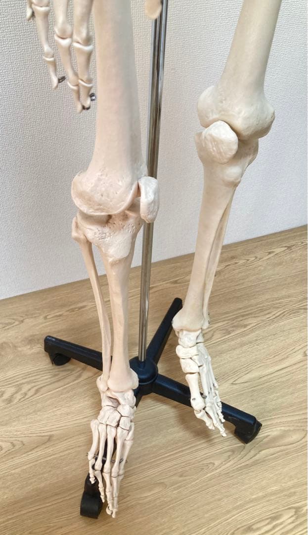 ☆レア 全身人体模型 骨格標本 約180cm 可動式 キャスター付き 医学 教材