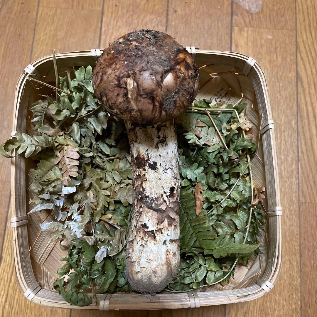 岩手県久慈市産松茸137g