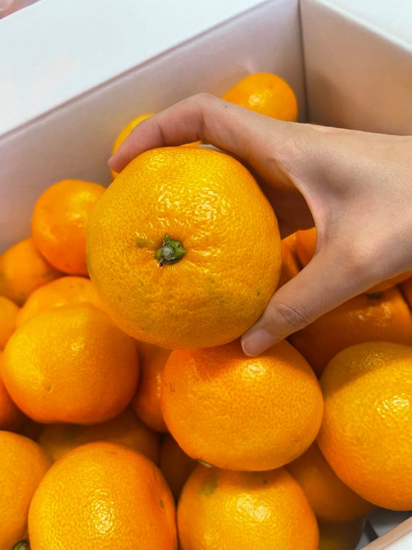 みかん　20kg M〜2Sサイズ　熊本県産