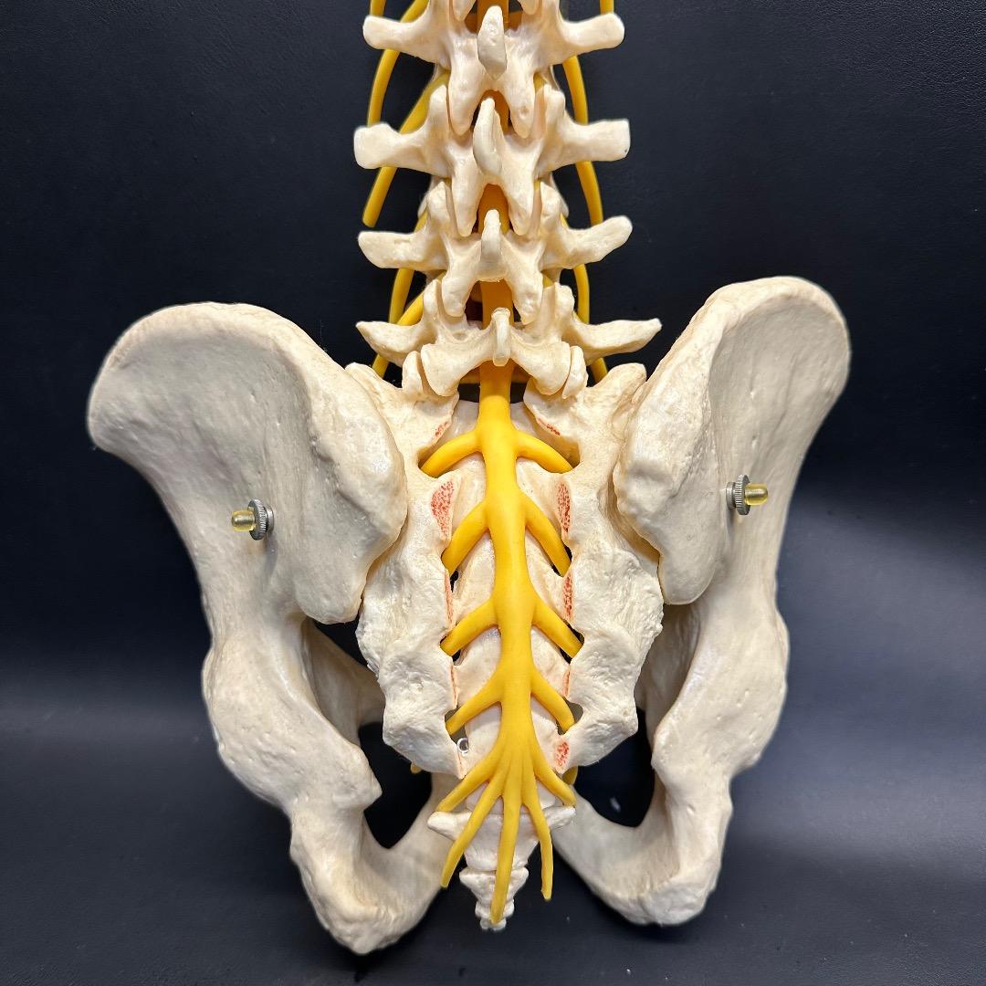 ♡※後右棚c1001 somso 脊柱模型 人体模型 人体骨格模型 約80cm