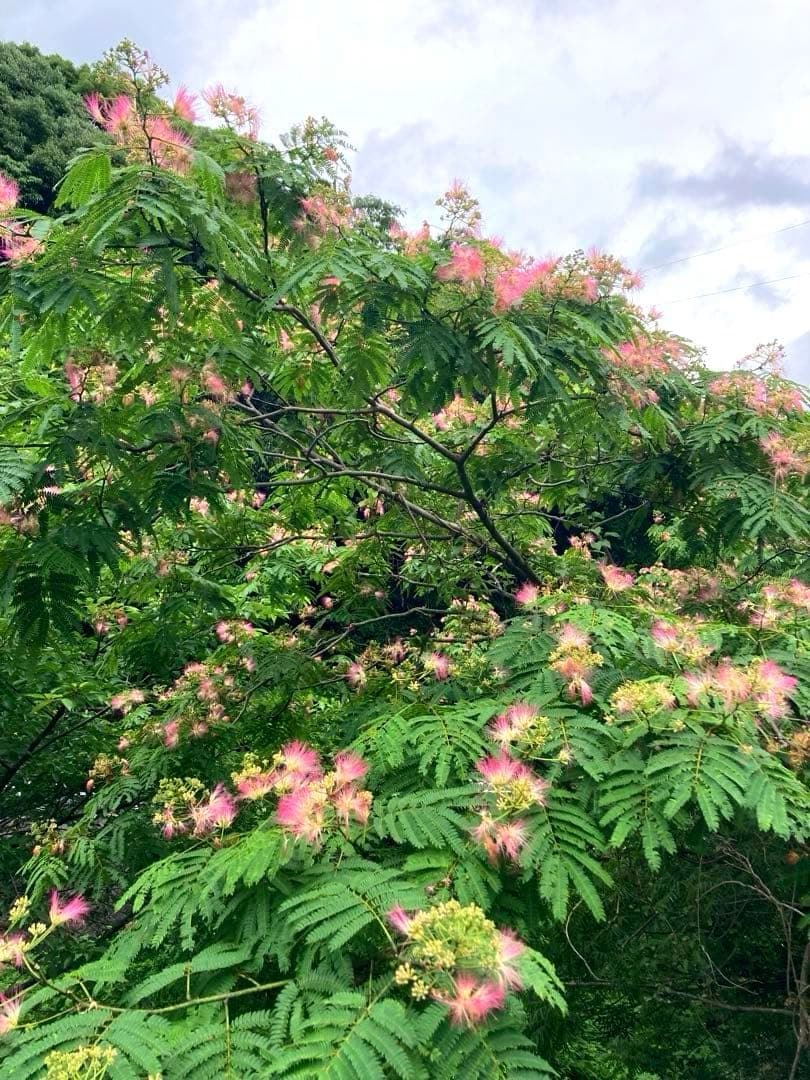 はなえみ　日本蜜蜂　ニホンミツバチ　生ハチミツ　蜂蜜　1120g
