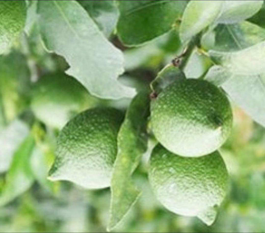 国産瀬戸田レモン10kg.