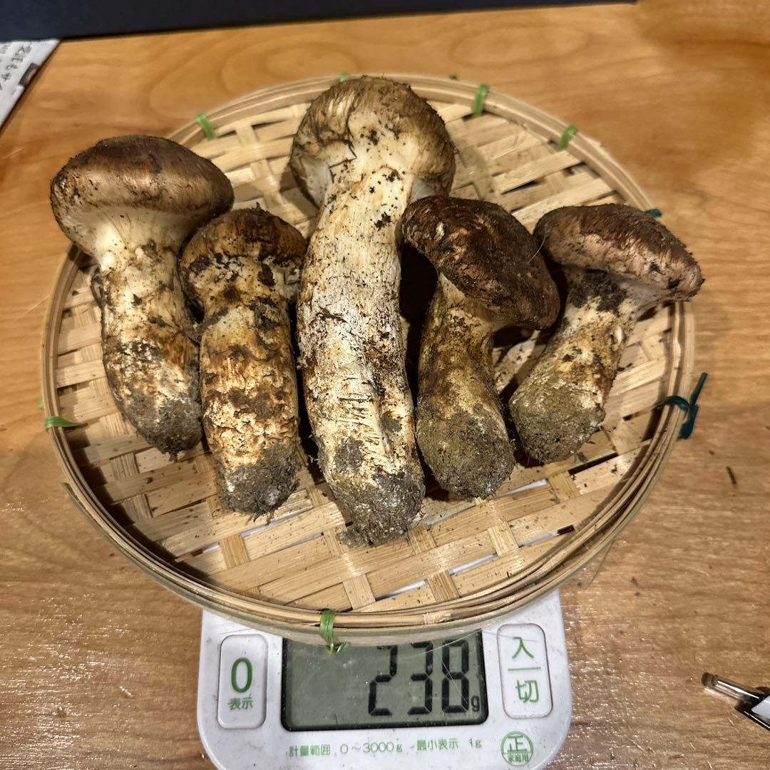 松茸　南信州産①