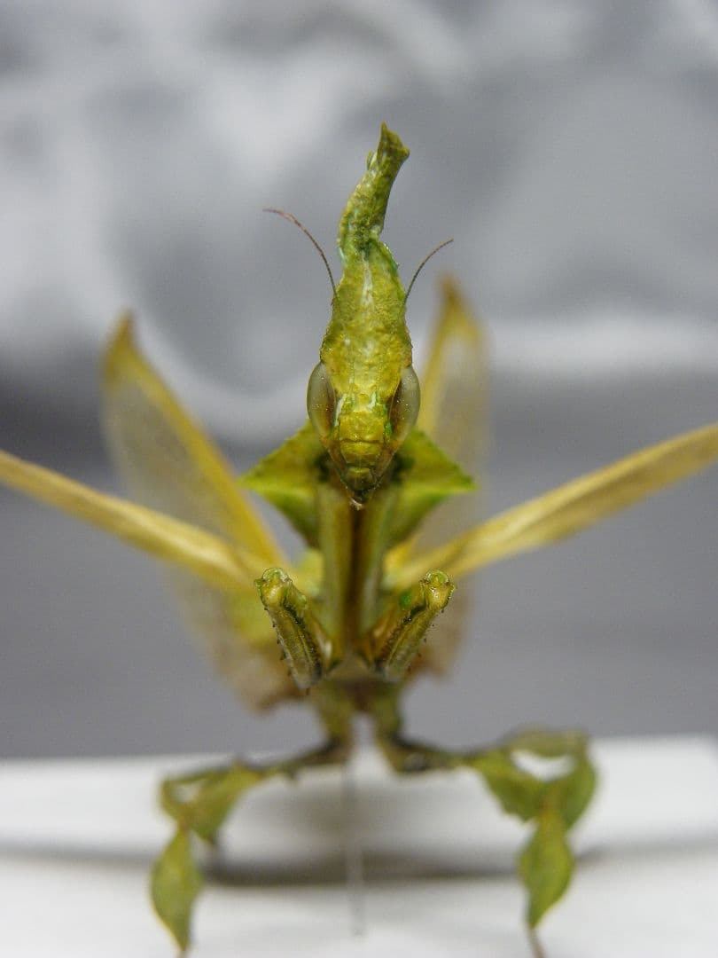 グリーンゴーストマンティス　雌　立体標本