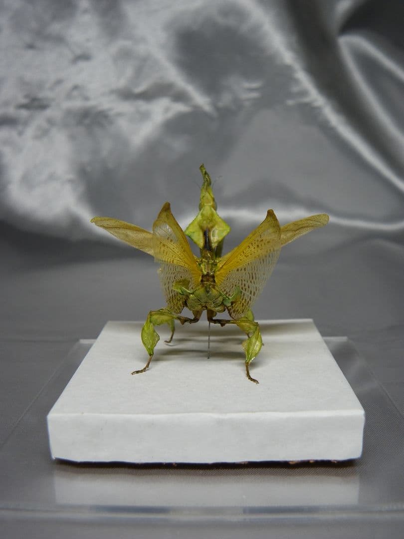 グリーンゴーストマンティス　雌　立体標本