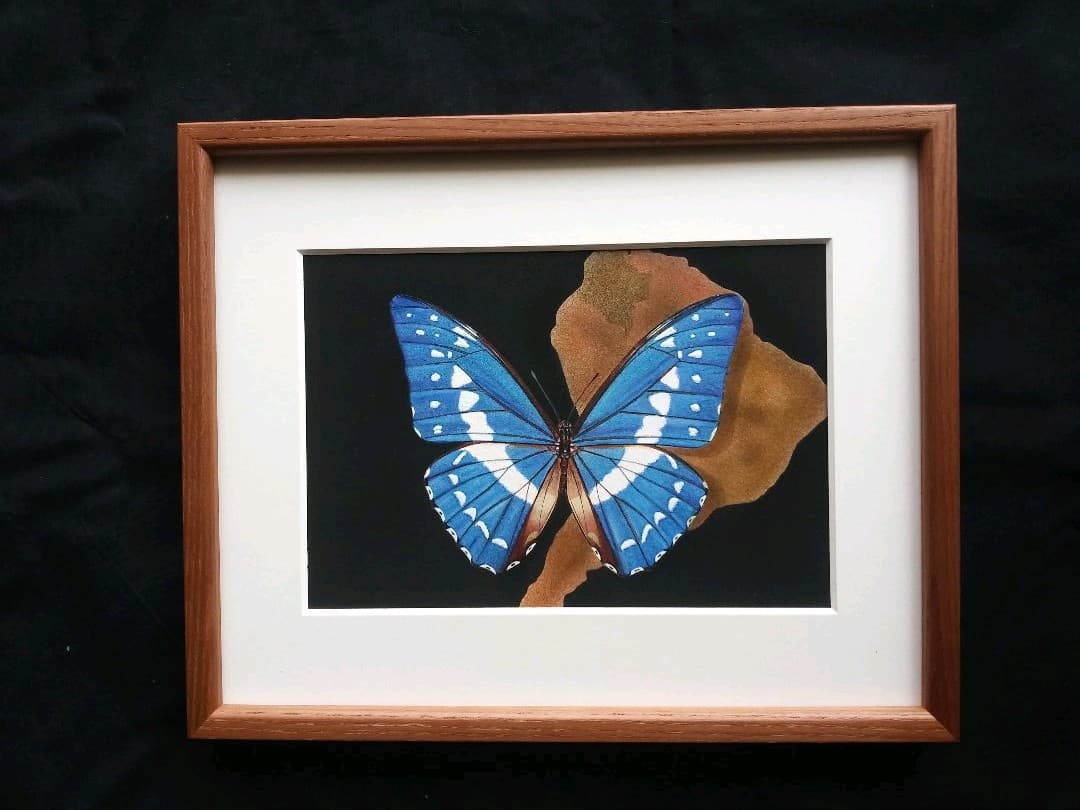 キプロスモルホ