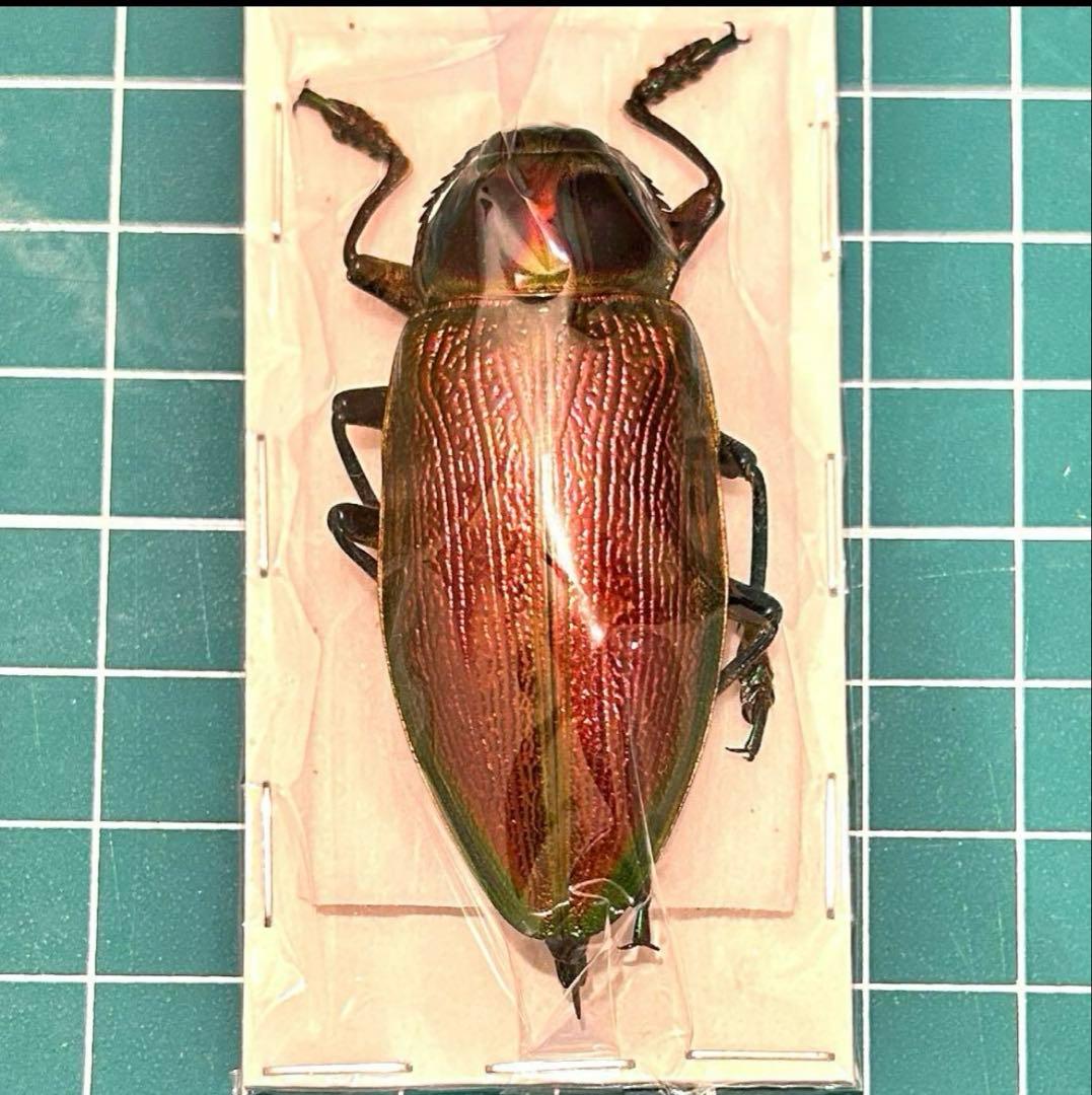 専用品　標本おまとめ 04161