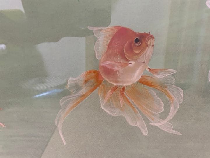 西野陽一　日本画　メヌエット　金魚　大作