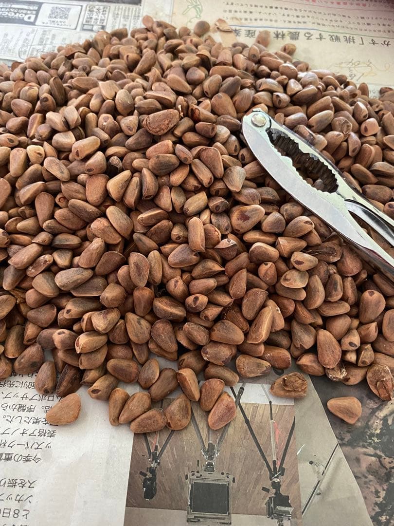 北海道十勝産　殻付き松の実1.5キロ