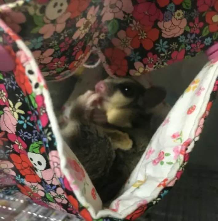 モモンガハウス（リボン柄）  夏仕様    涼しい夏生地を使用❗️ 1650円