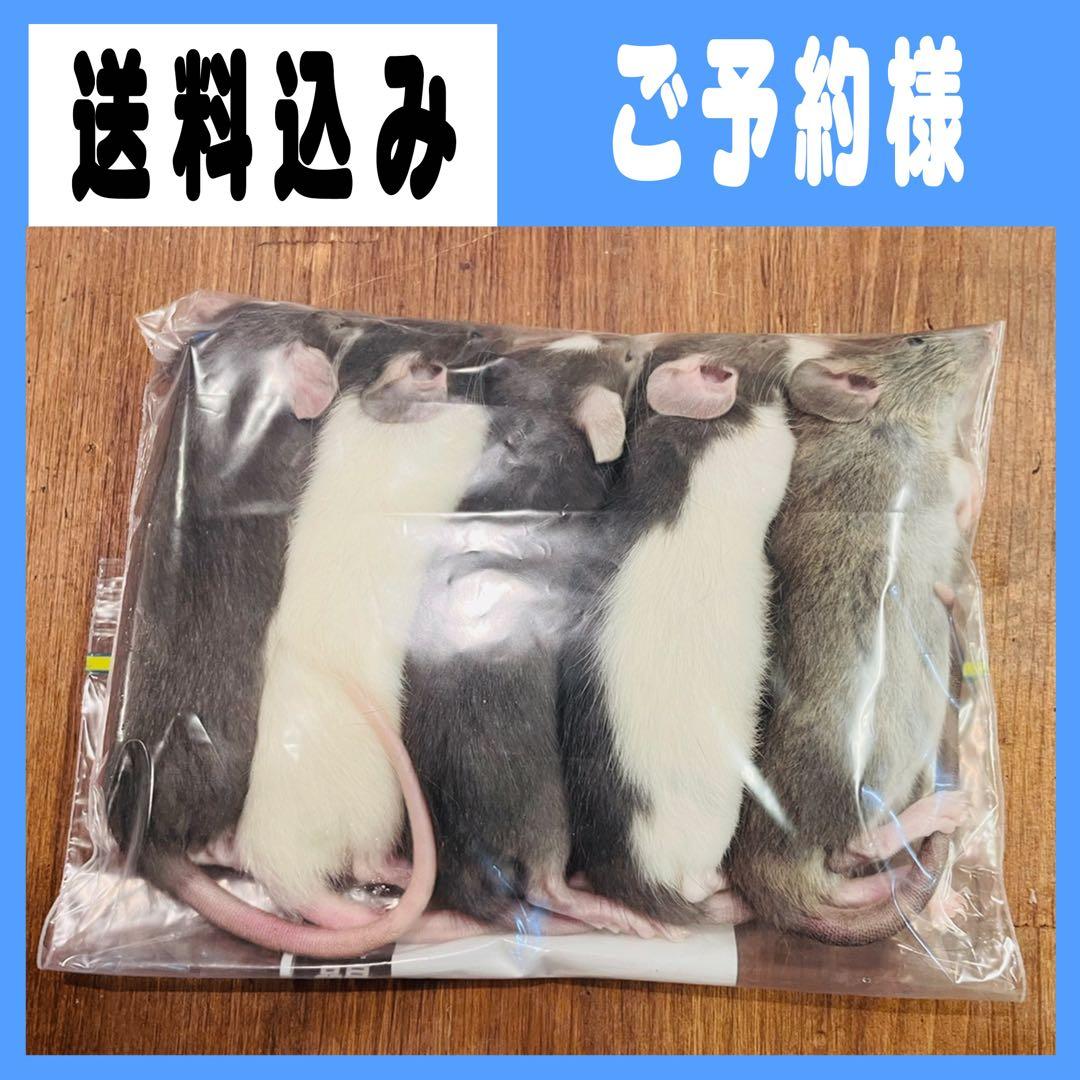 白☆蛇(未出品多数)フォーム