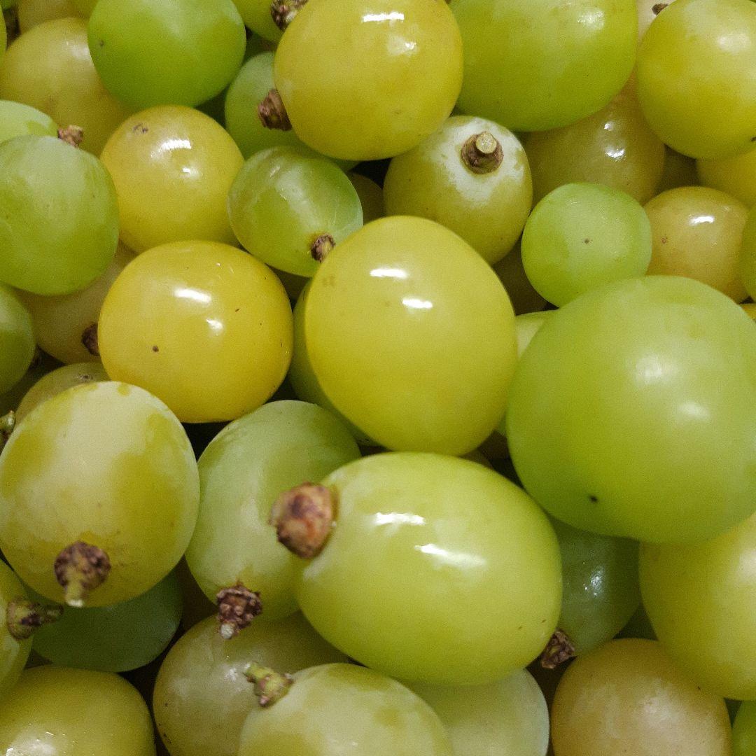 シャインマスカット大粒多め入りの、徳用11キロ入りの粒バック入りになります。